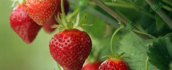 Erdbeeren: sommerliche Köstlichkeit
