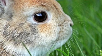 Herumschnüffeln während Ostern?