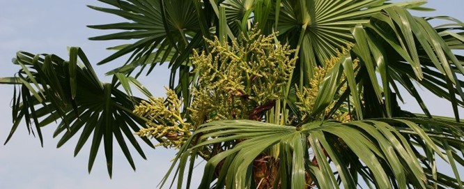 Mediterrane planten