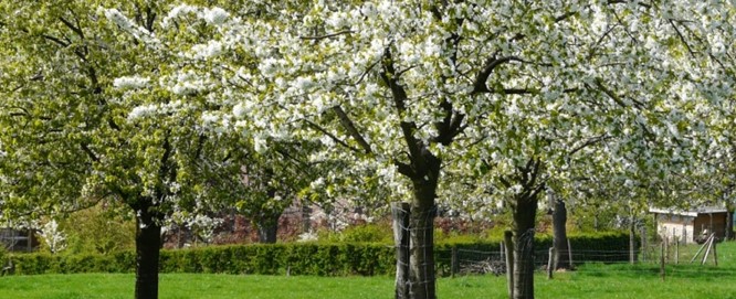 Blikvanger in de voorjaarstuin