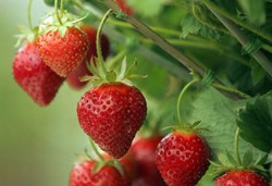 Aardbeien: zomerse lekkernij